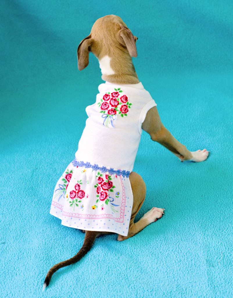 Como hacer un vestido a tu perrito con un pañuelo (3)